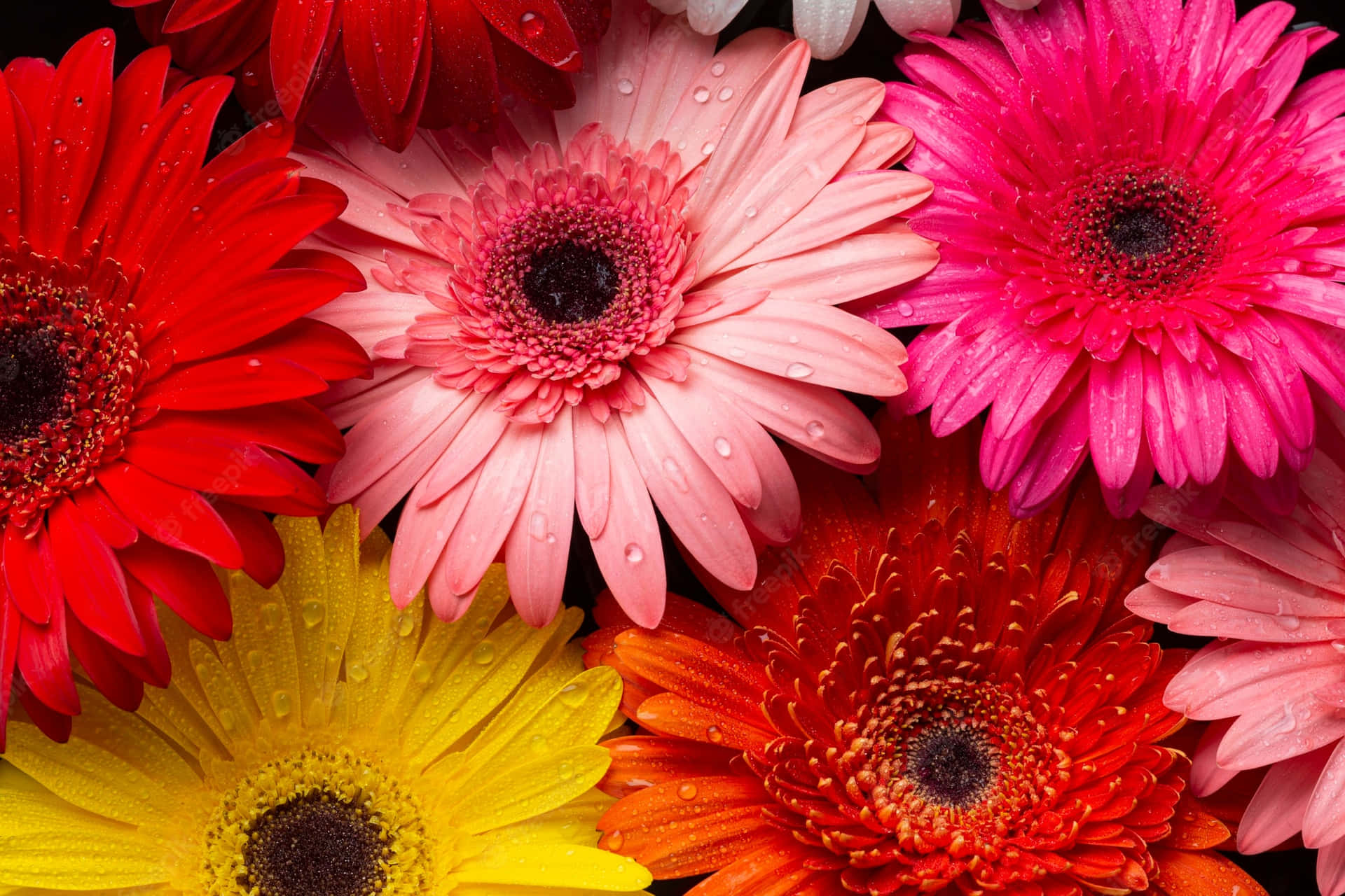 Close Up Colorful Daisy Flowers Ytanomufjampy69y Wallpaper