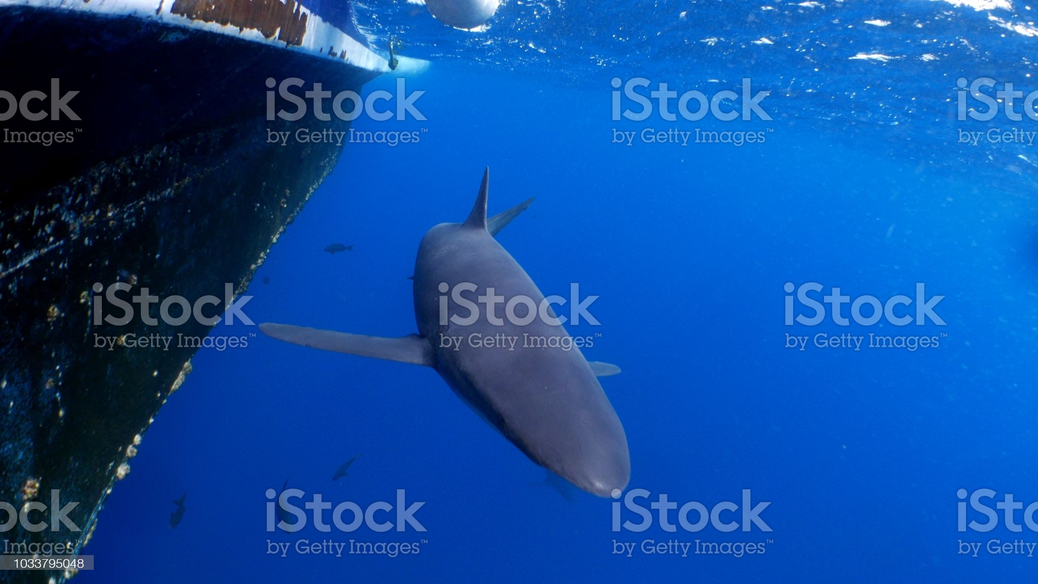 Close Up Of Galapagos Shark Under Sea Surface Stock
