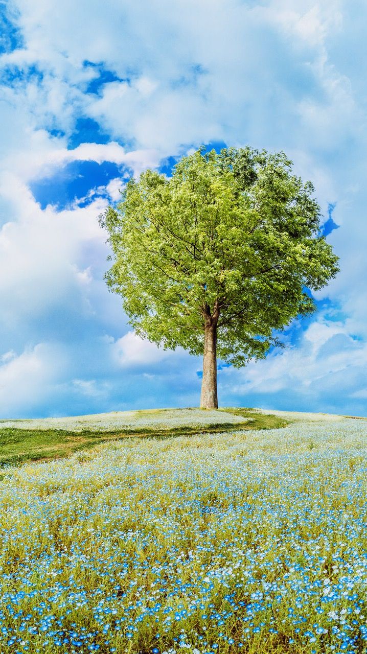1271a7e3943ed2bf788f31a00839950d Wallpaper