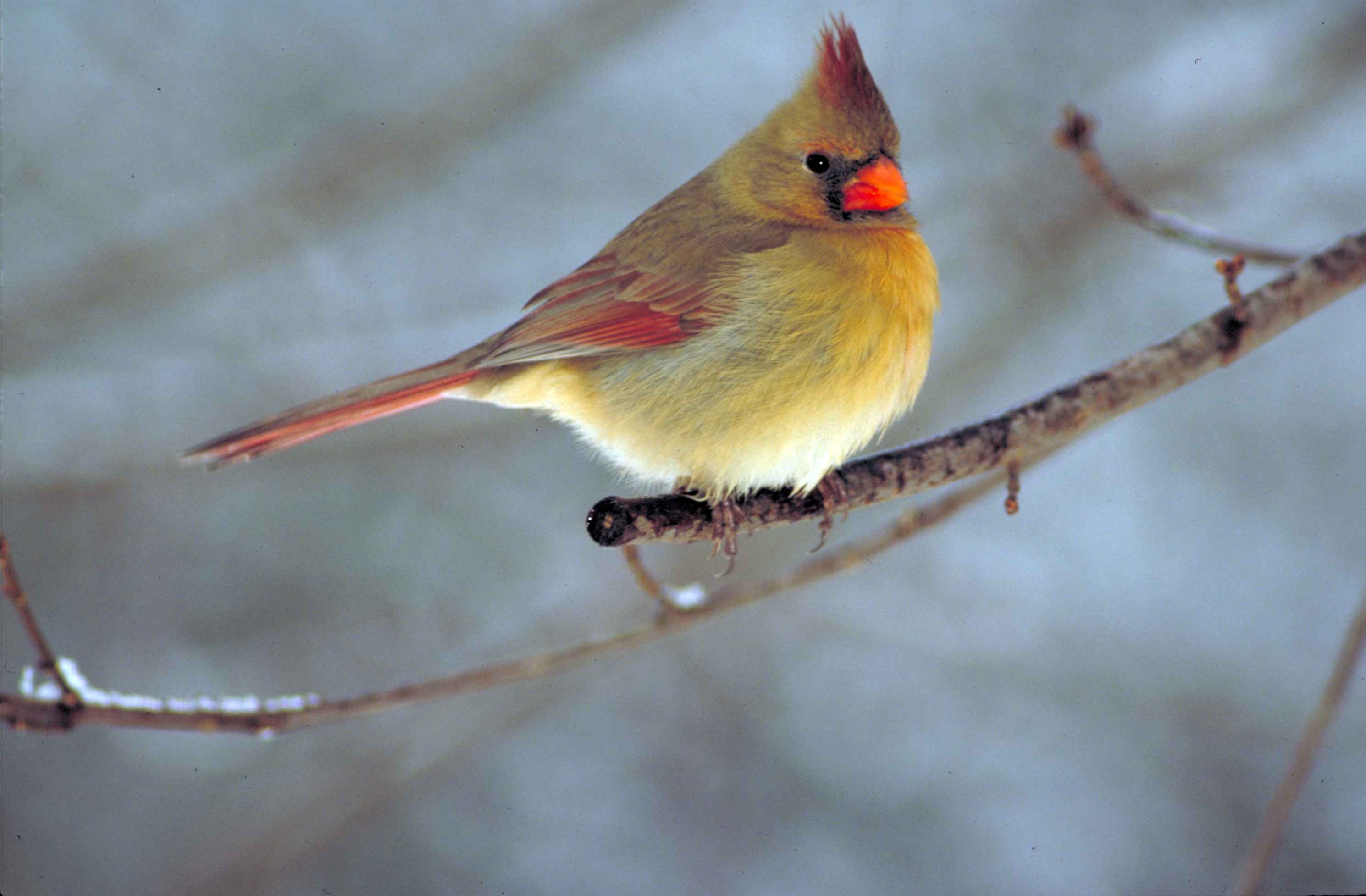 Bird Cardinalis Wallpaper Desktop Birds