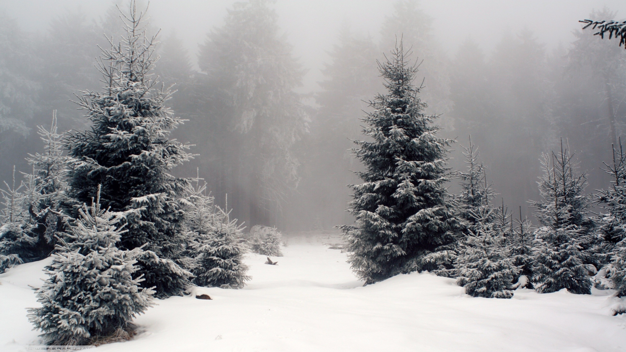 Nature Landscape Snow Forest Wallpaper HD Desktop