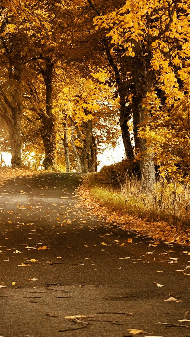 Yellow Trees Road Fall Wallpaper iPhone
