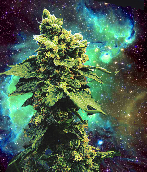 Weedinspace Tagged Weed In Space Plant Marijuana