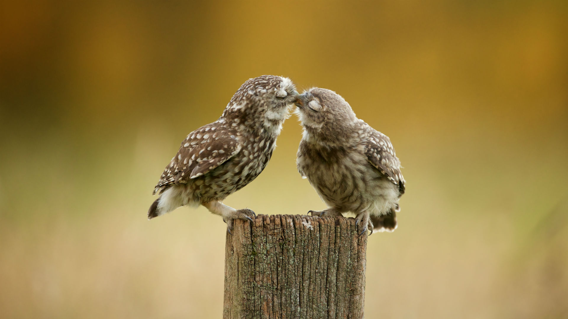 Today S Bing Wallpaper Of The Day Shows Superb Burrowing Owl