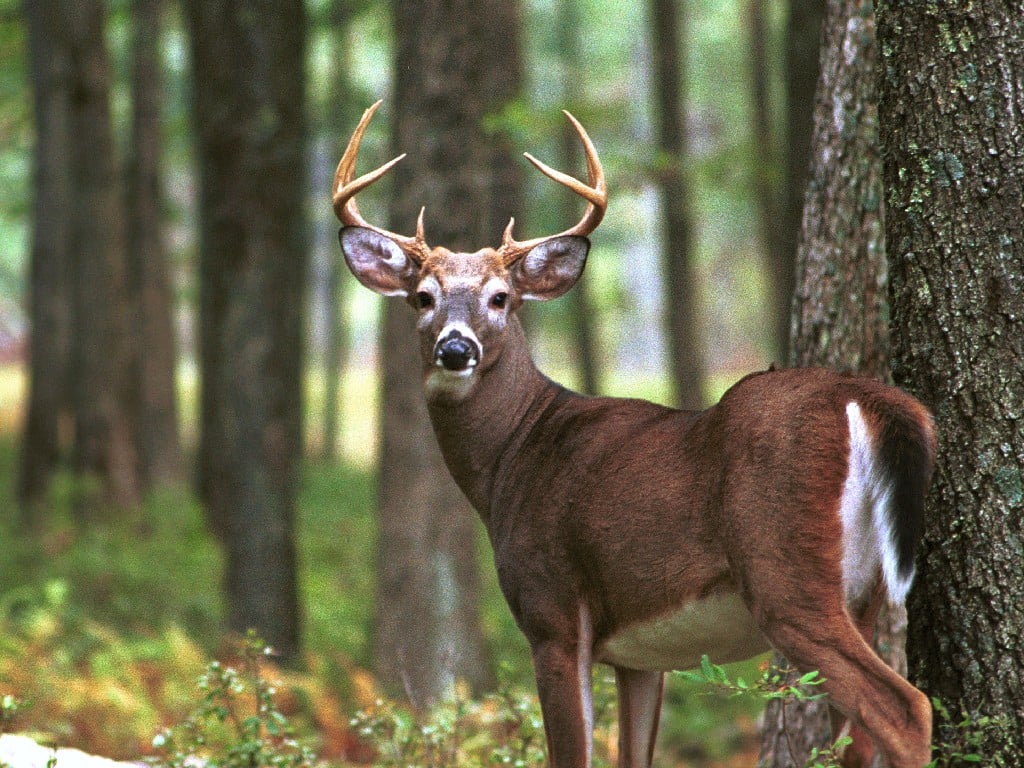 Whitetail Buck And Doe Wallpaper