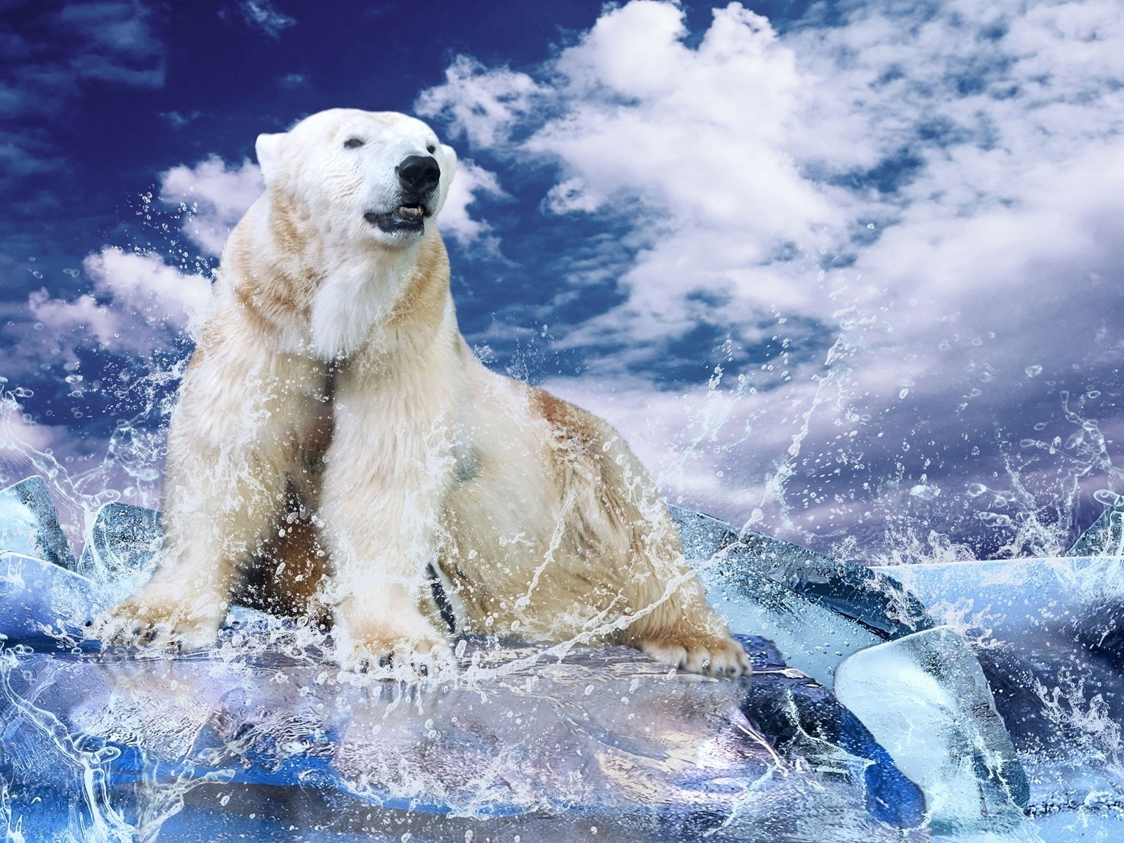 Angry Polar Bear Wallpaper
