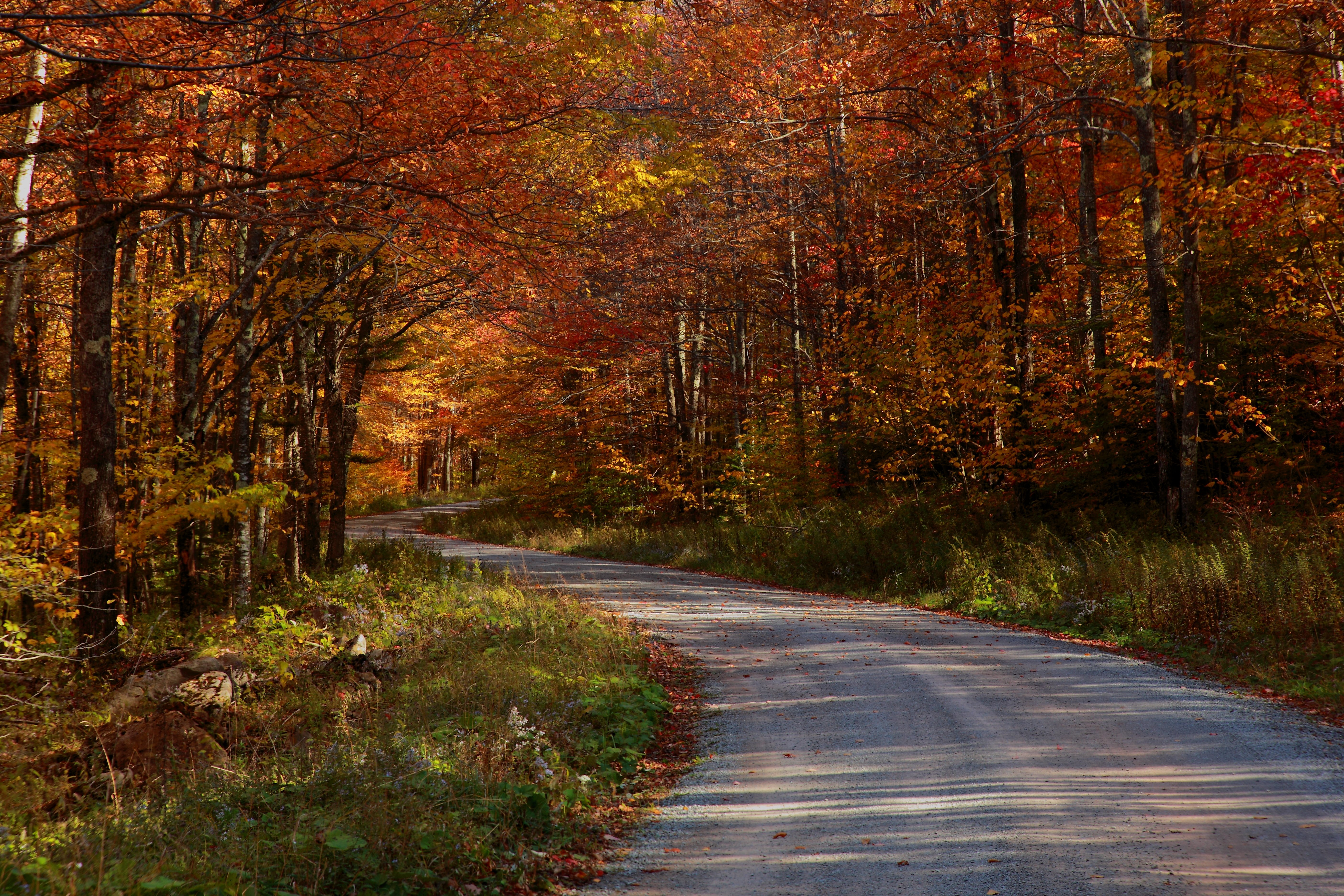 Country Roads Take Me Home Forest Trails Nature Pictures By
