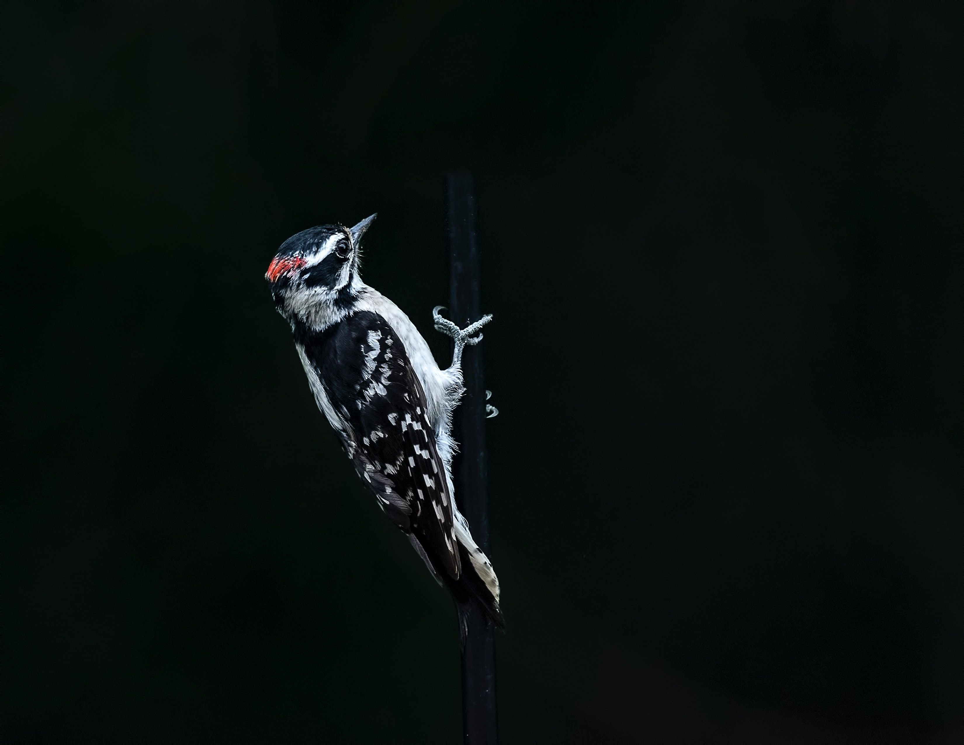 Woodpecker Pictures Image