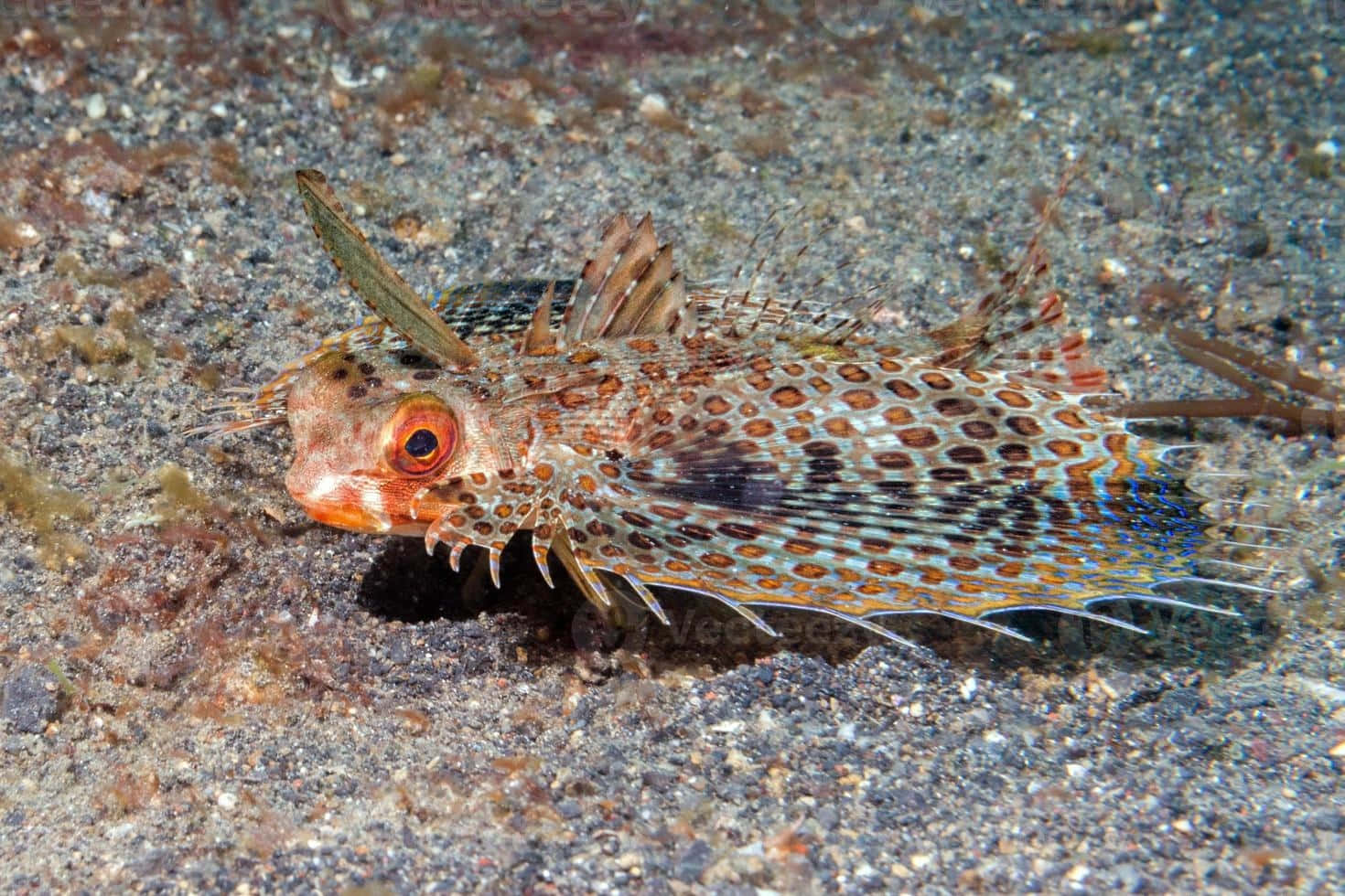 Flying Gurnard Spotted On Seabed Wallpaper