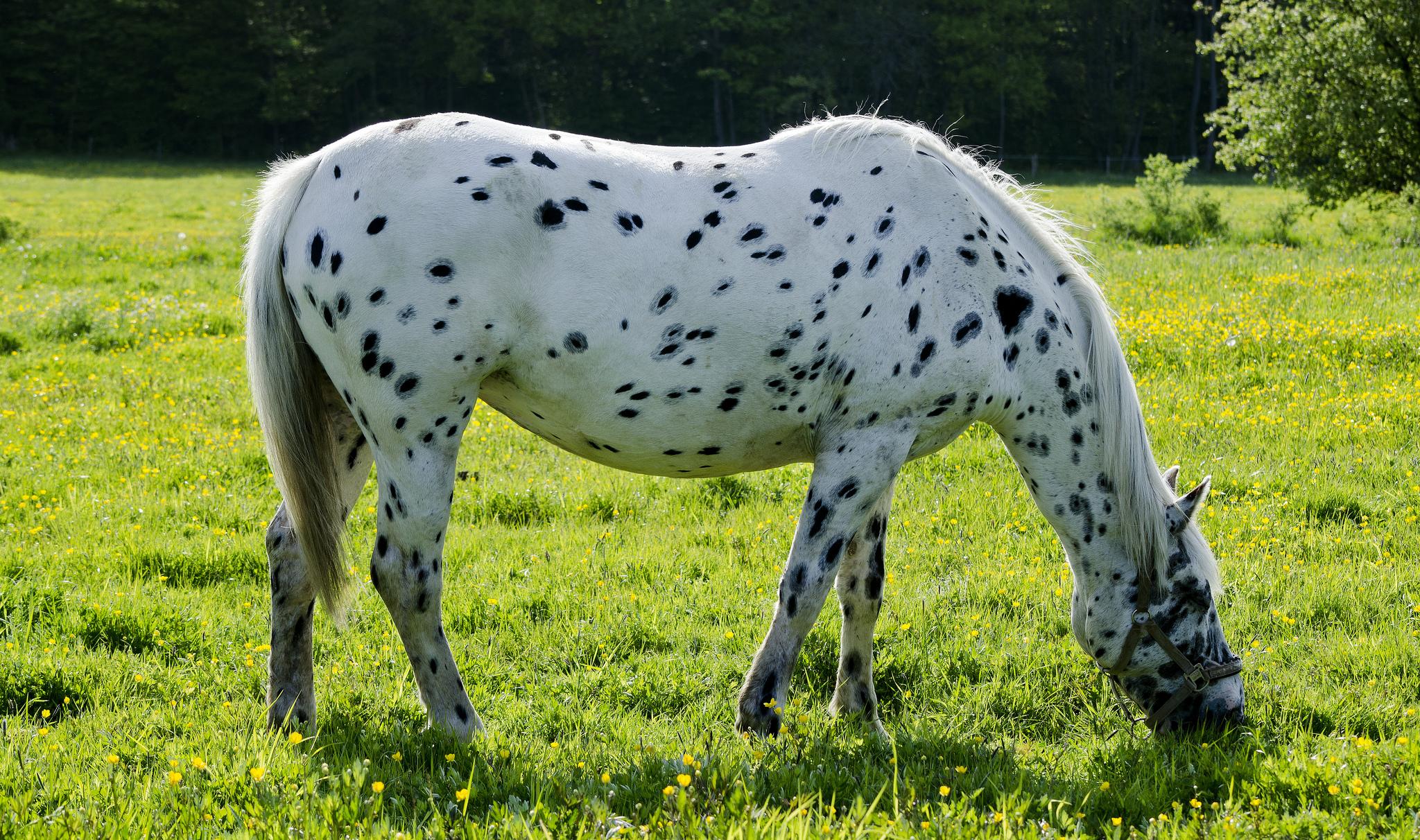 Dalmatian Horse HD Wallpaper