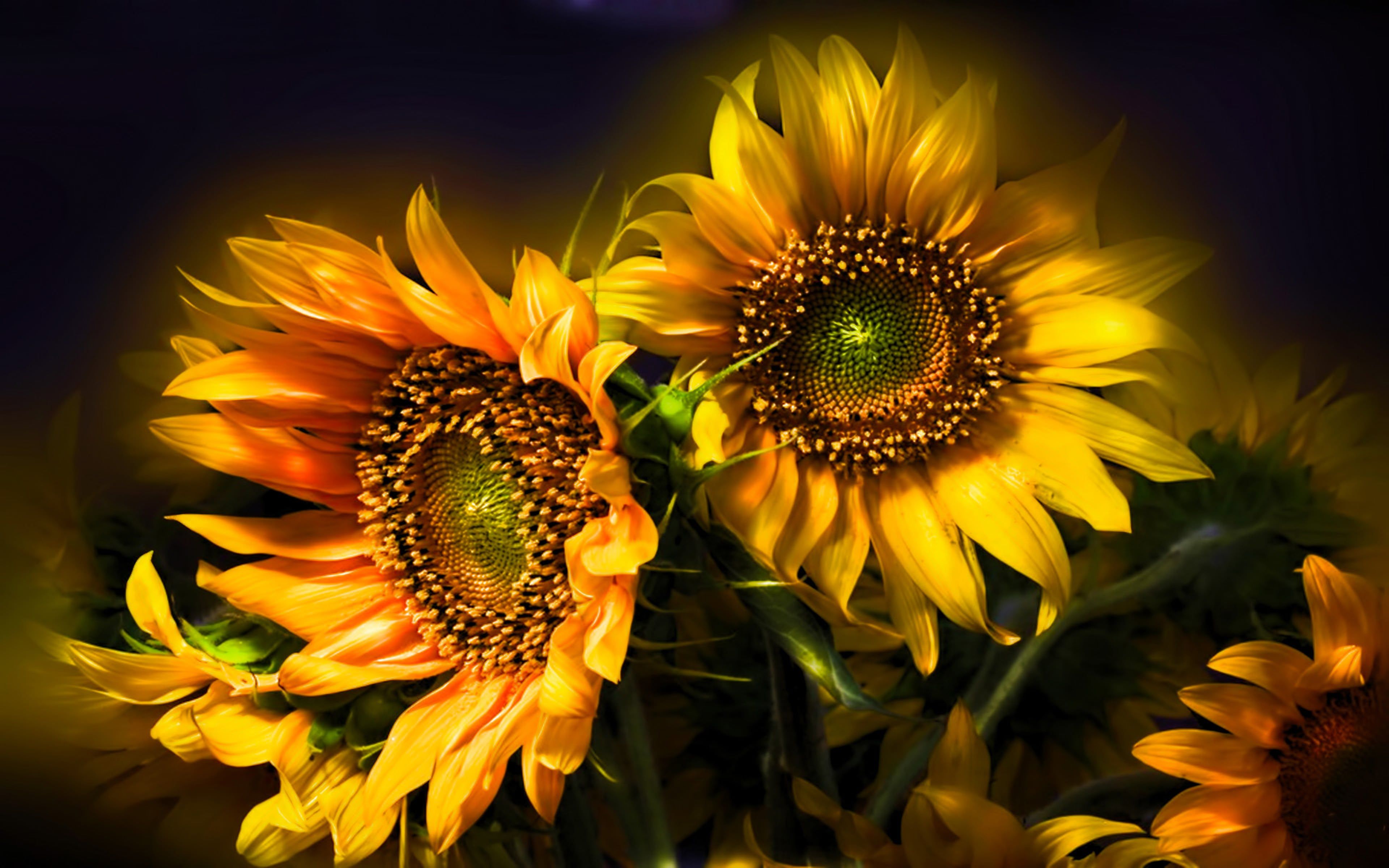 Sunflower Beautiful Abstract 4k Flowers Wallpaper