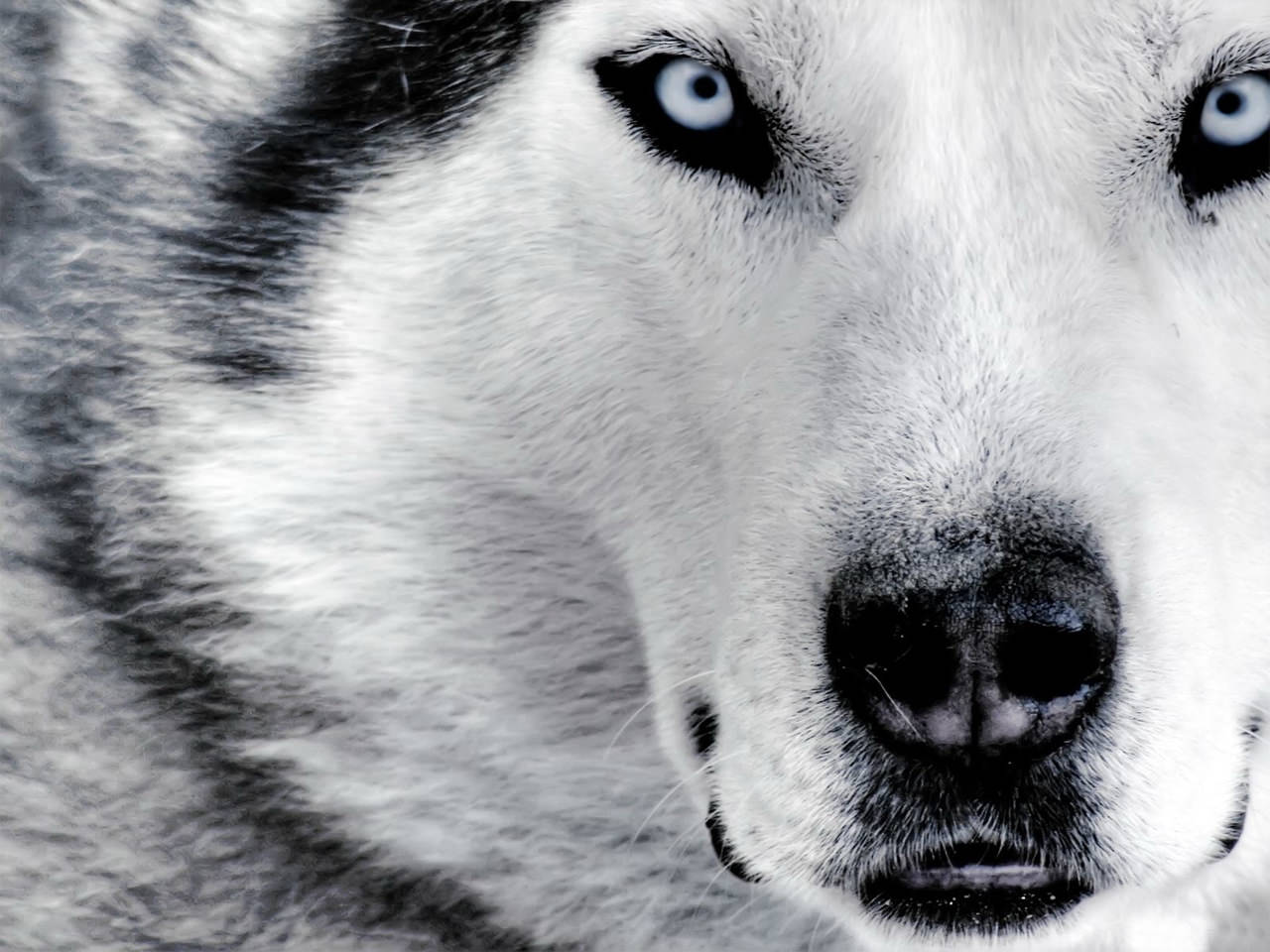 White Wolf Wallpaper 1280x960