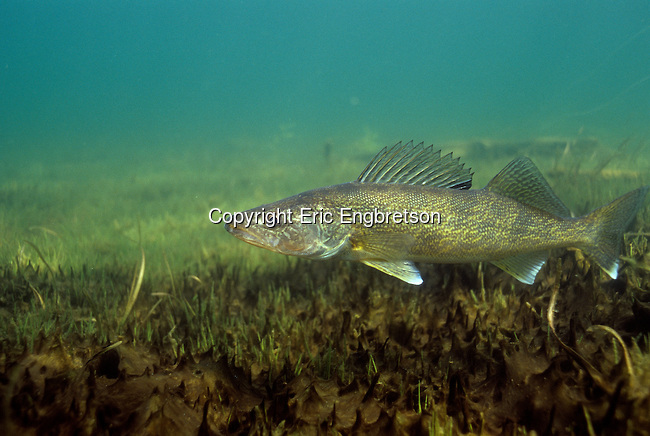 Walleye Underwater Engbretson
