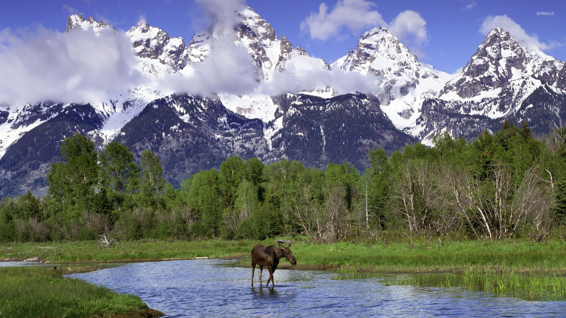 Moose In Grand Teton National Park Wallpaper