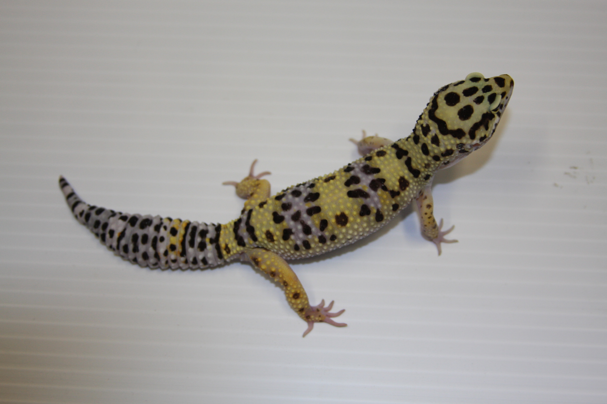 How Much Should I Feed My Juvenile Leopard Gecko Best