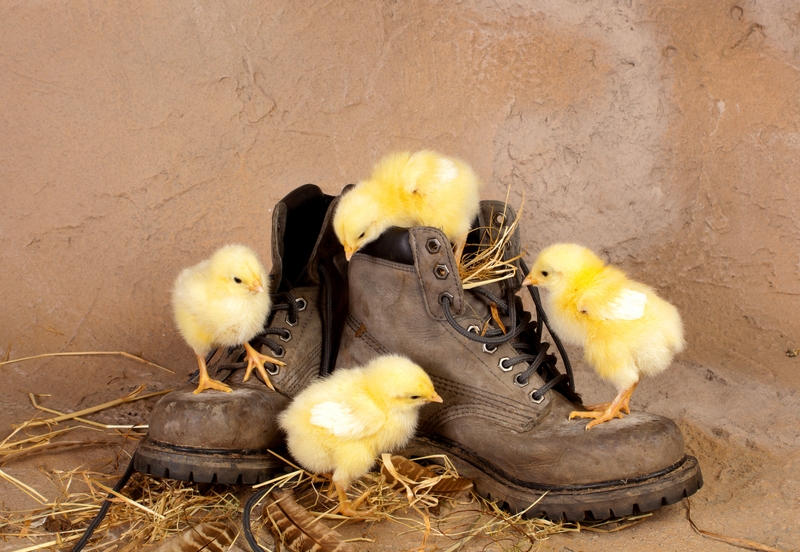 Shoes Chickens Chicks Baby Birds Wallpaper Animals