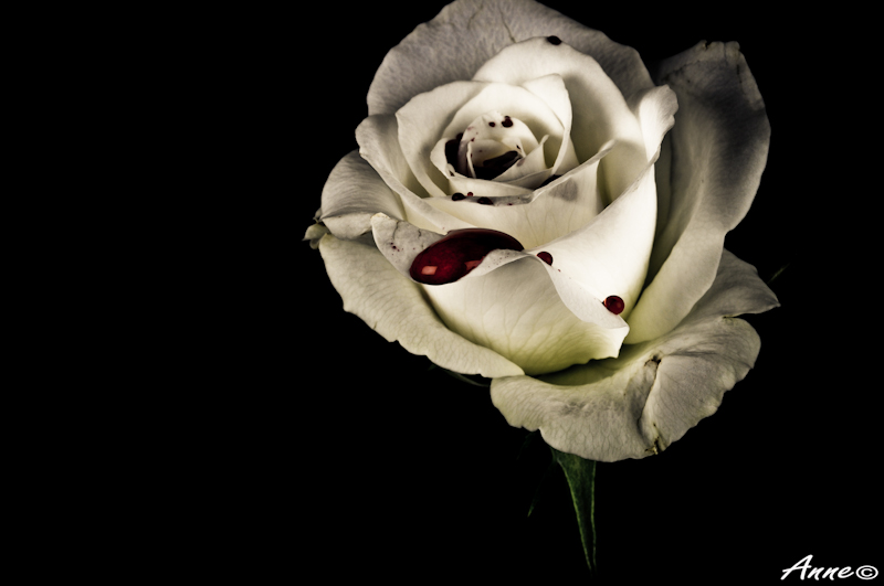 Bloody White Rose Wallpaper Another By