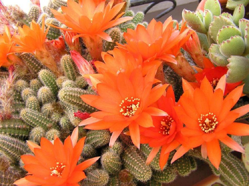 Cactus Flowers High Quality And Resolution Wallpaper On
