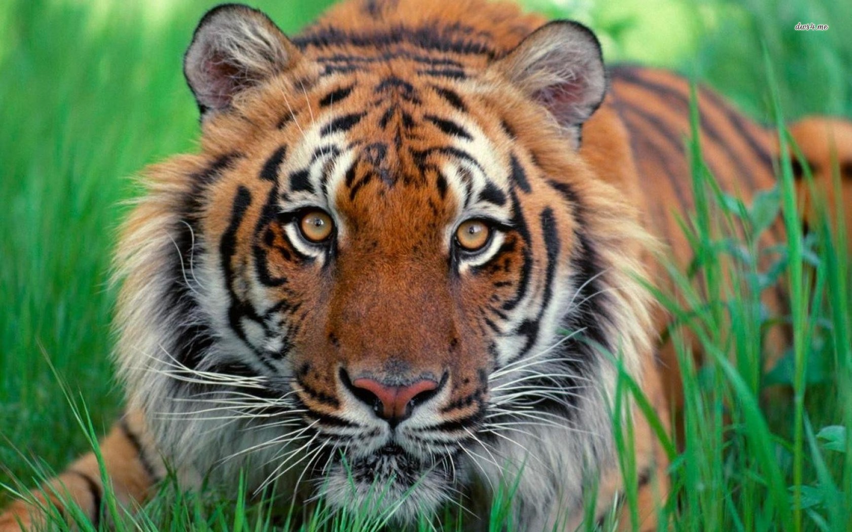 Tiger Wallpaper Sumatran