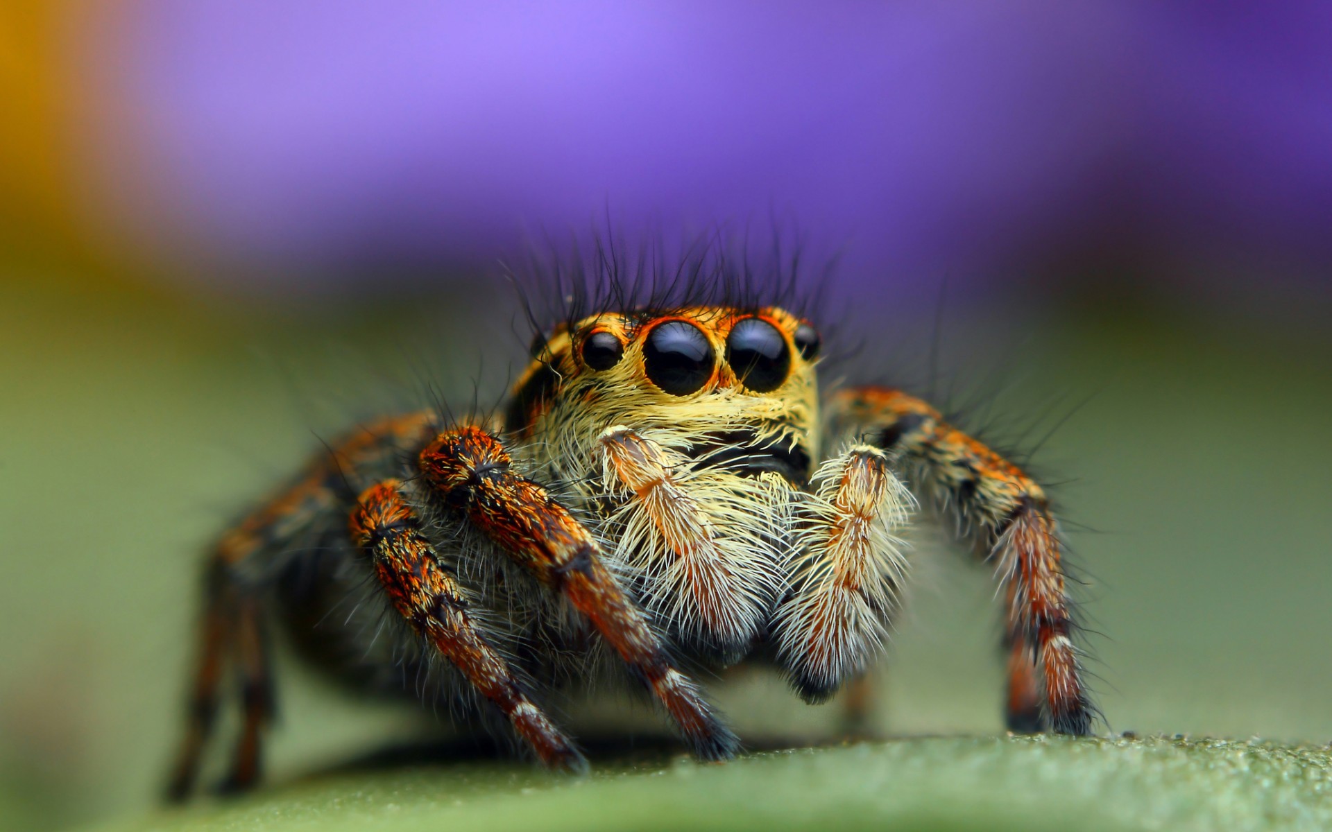 Animals Insect Spiders Eyes Macro Wallpaper