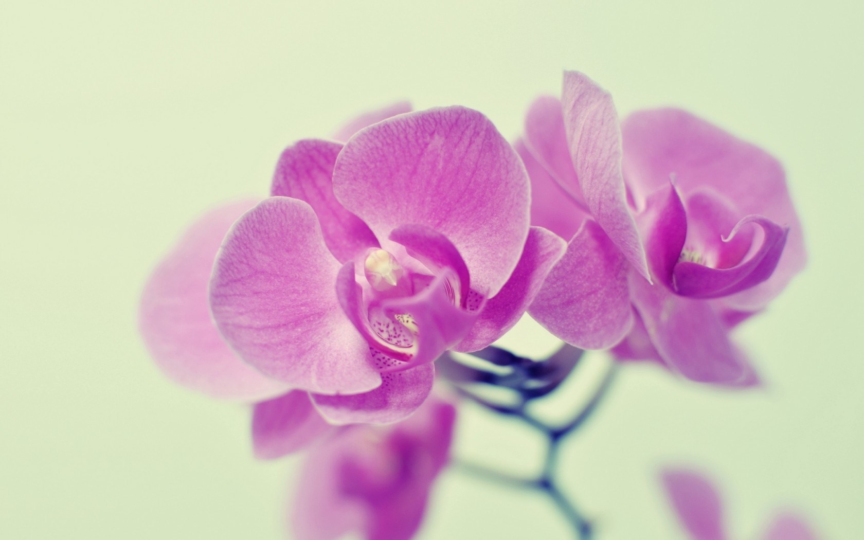Flowers Pink Orchids Wallpaper Magic4walls