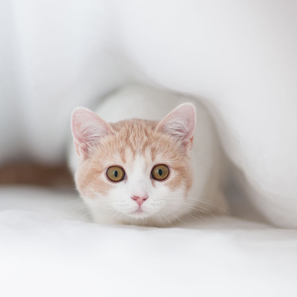 iPad Wallpaper Cute Kitten Animal Mini