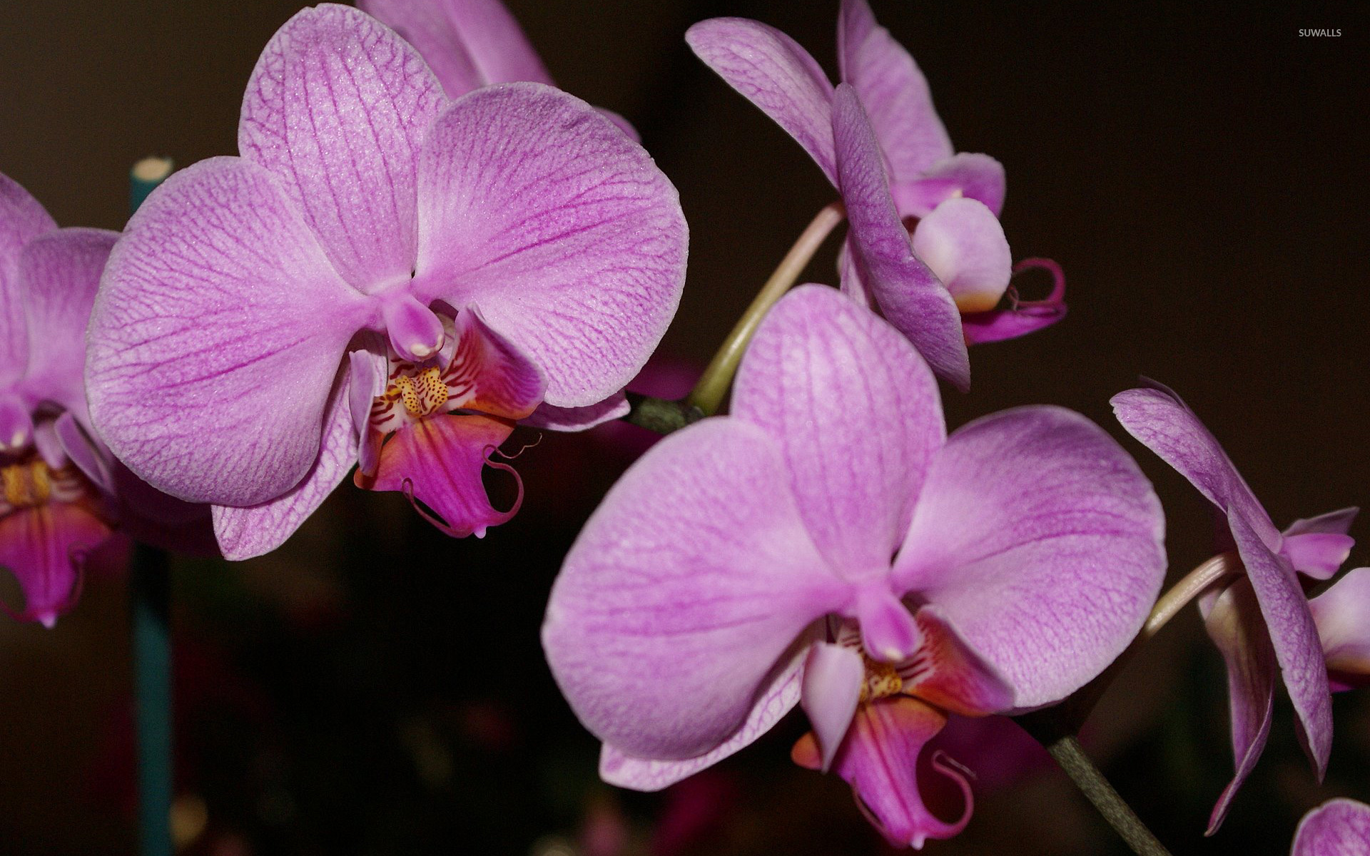 Purple Orchids Wallpaper Flower