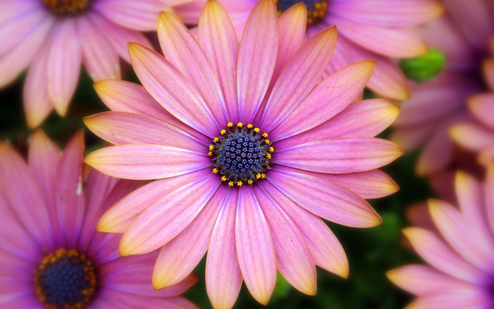 pink daisy Wallpaper Background 22219