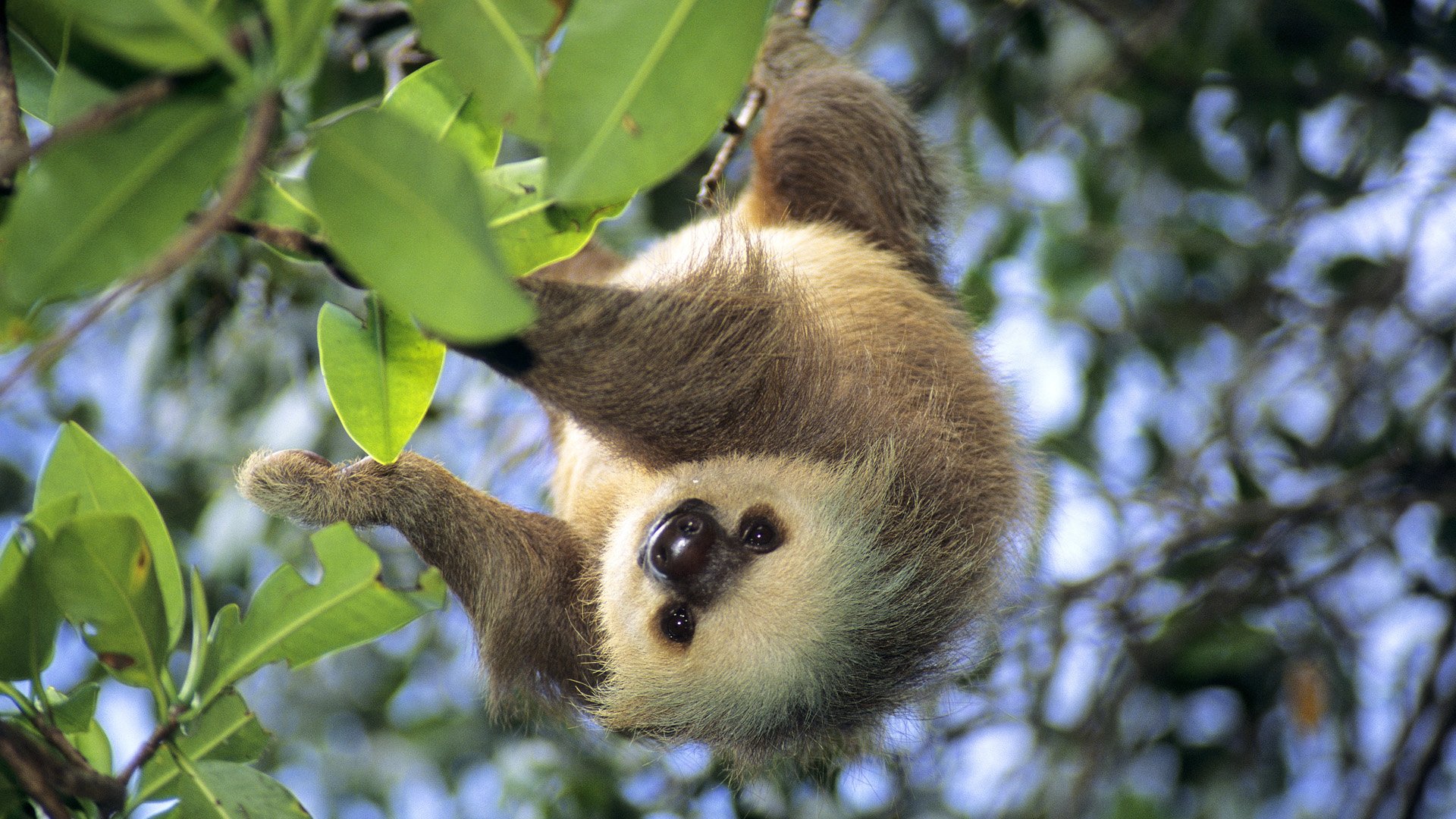 Hoffmann S Two Toed Sloth Panama HD Wallpaper Background Image