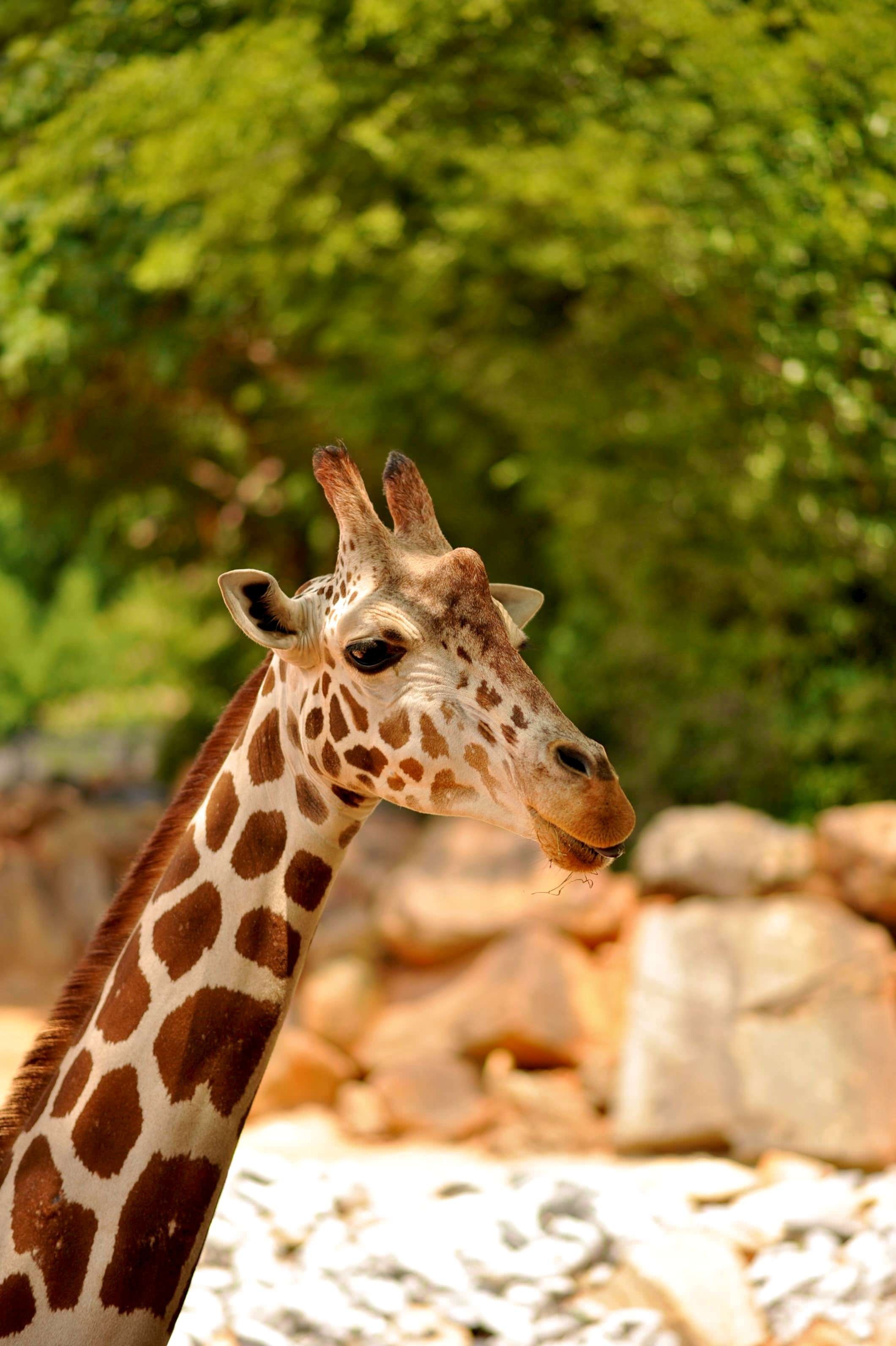 African Animals Wallpaper