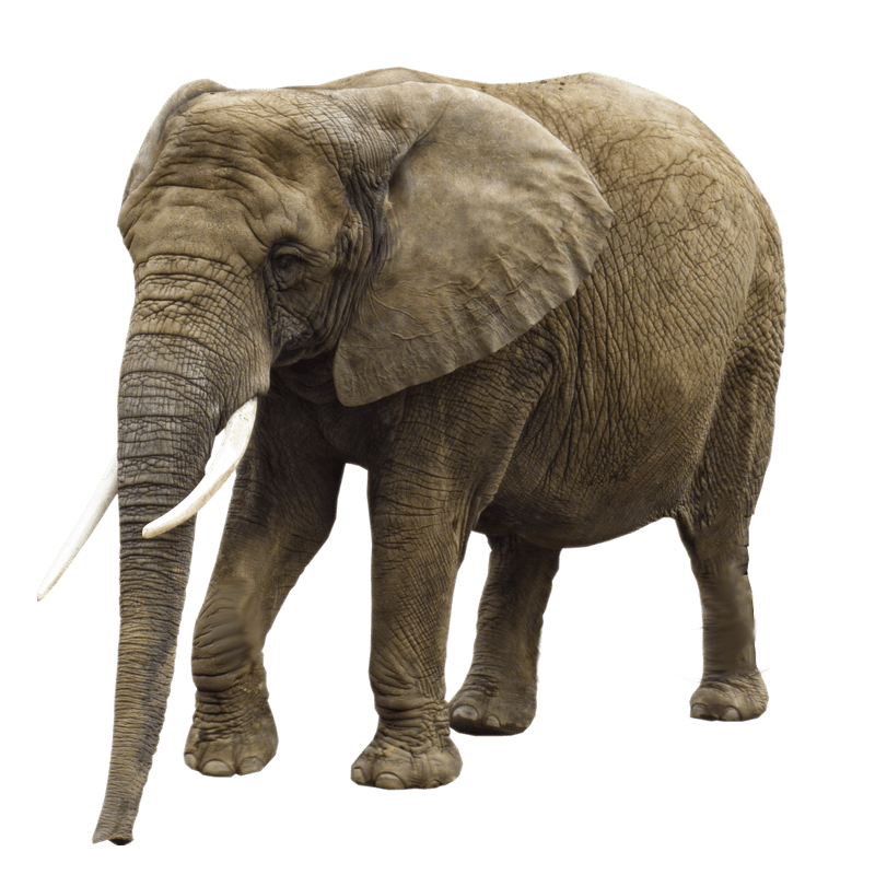 Elephant Png Image Transparent Background Image