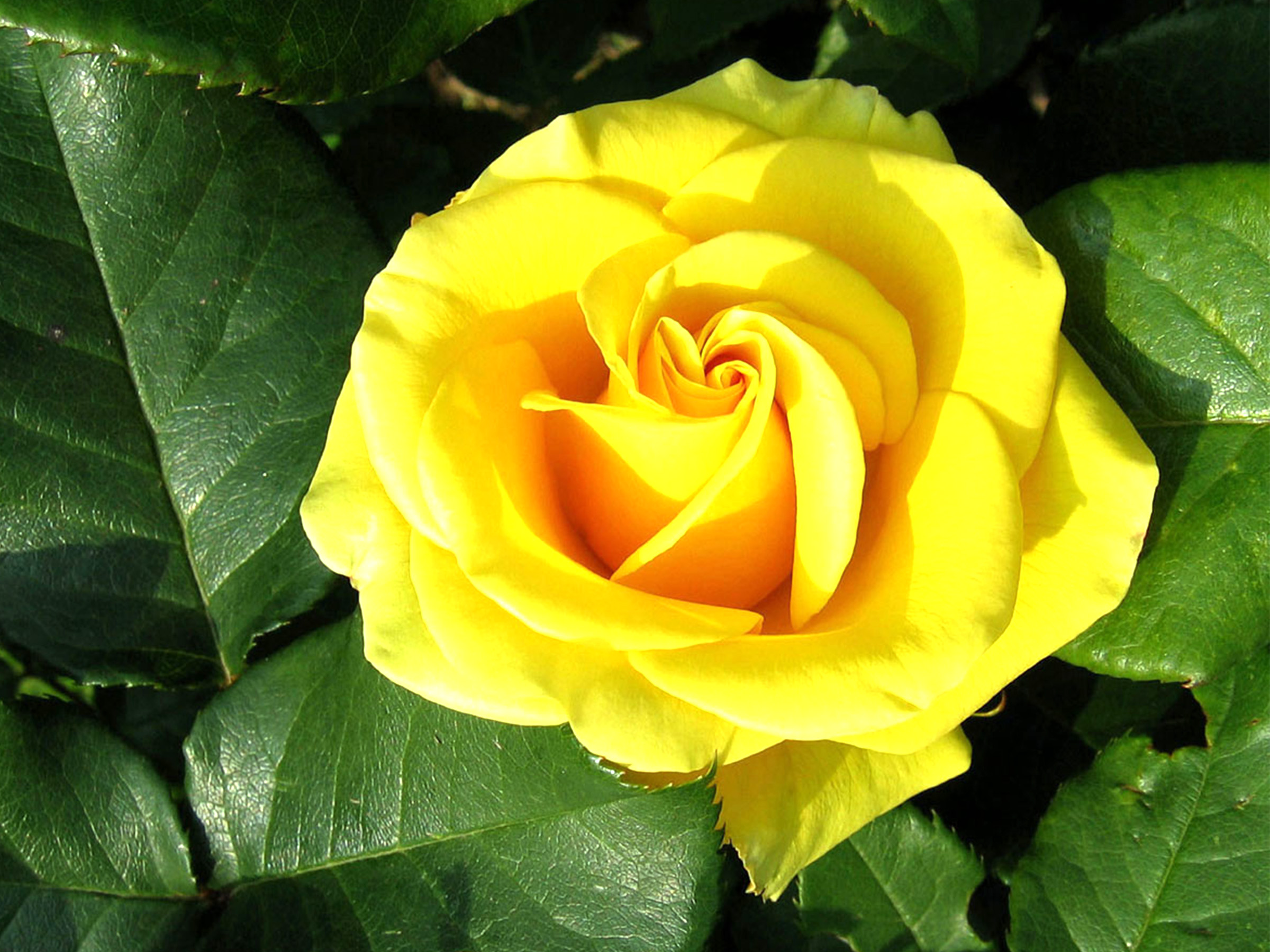 Yellow Rose Flower Wallpaper With Green Leaves HD