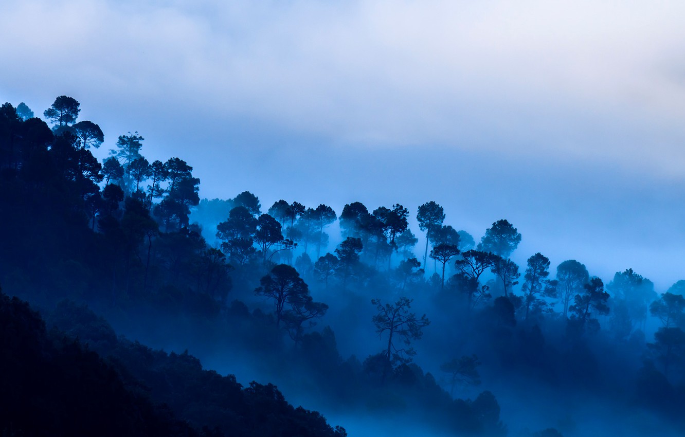 Wallpaper Clouds Trees Mountains Fog India Uttarakhand