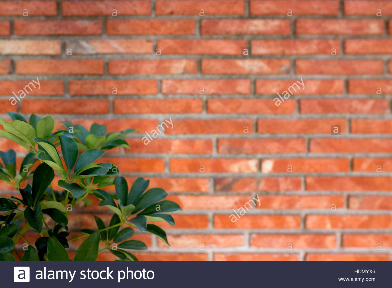 Green Mediterranean Plant Blurred Brick Wall In Background Stock