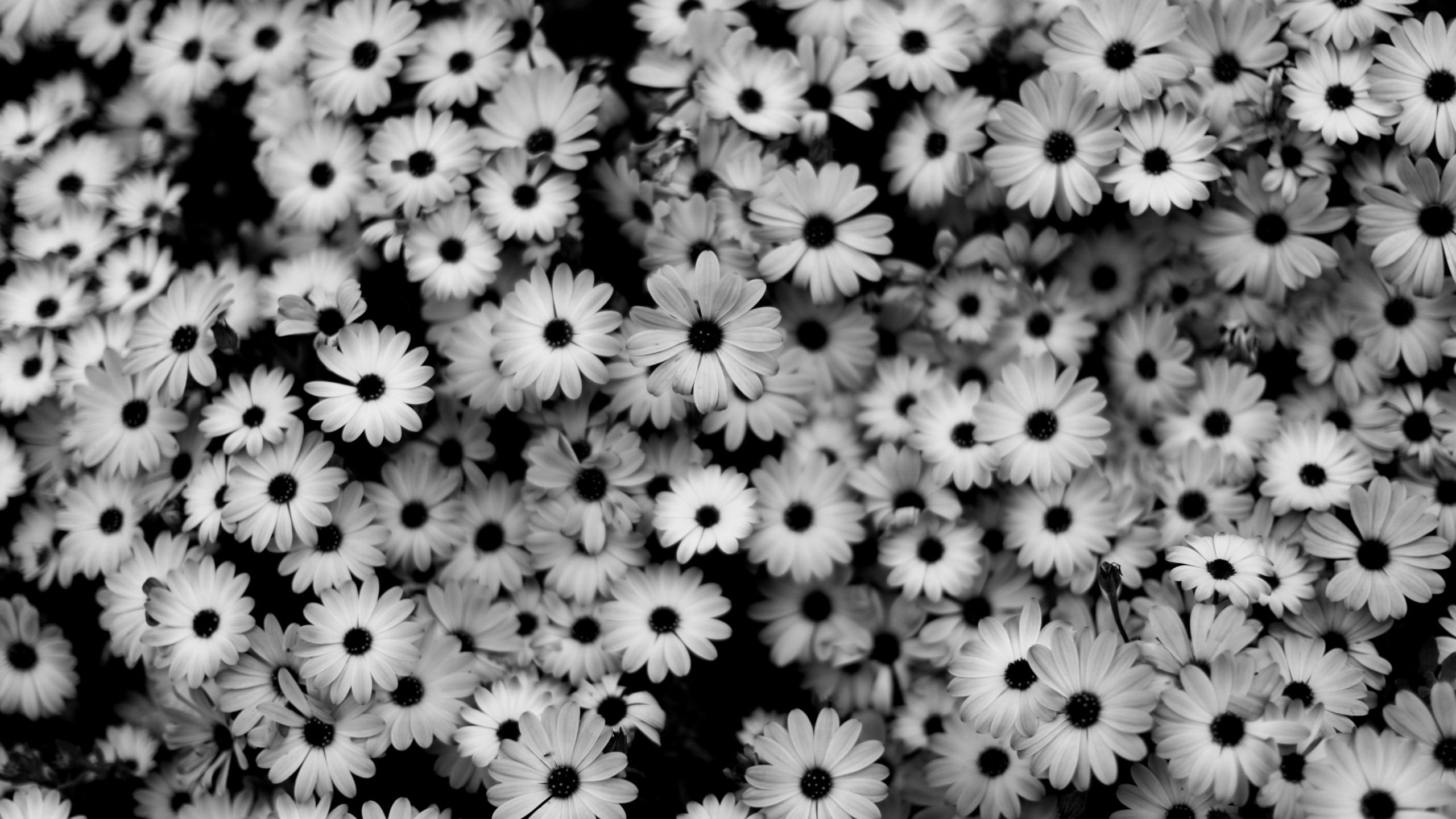 Black And White Daisy Flower HD Wallpaper