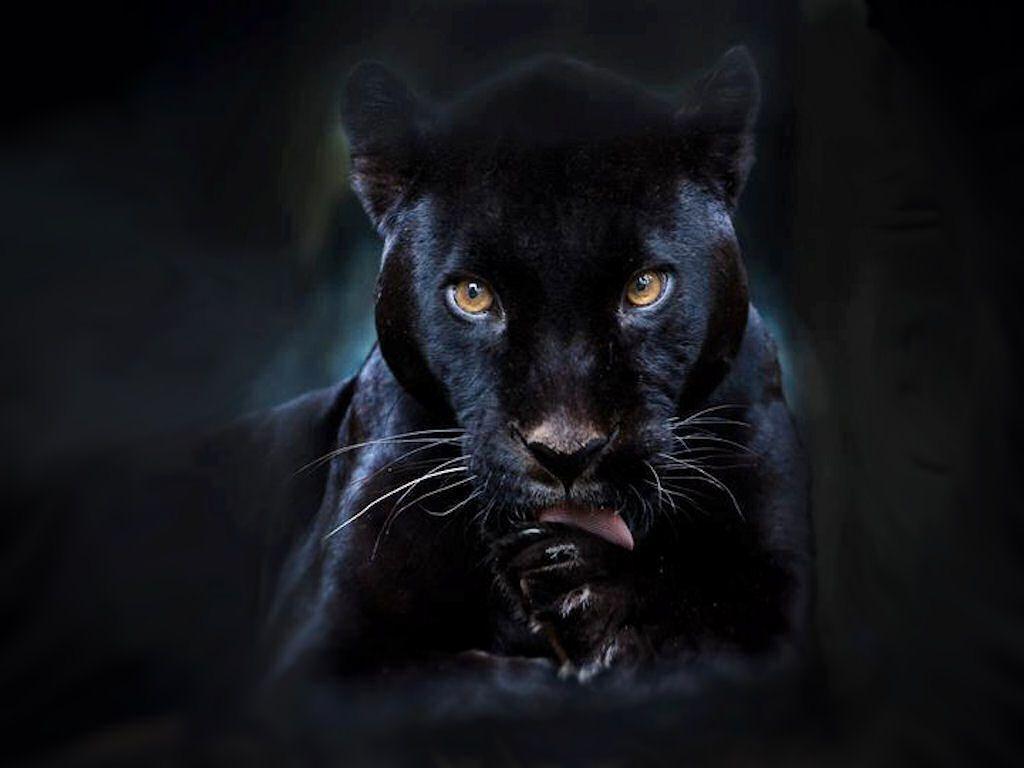 Black Panther Backgrounds 1024x768
