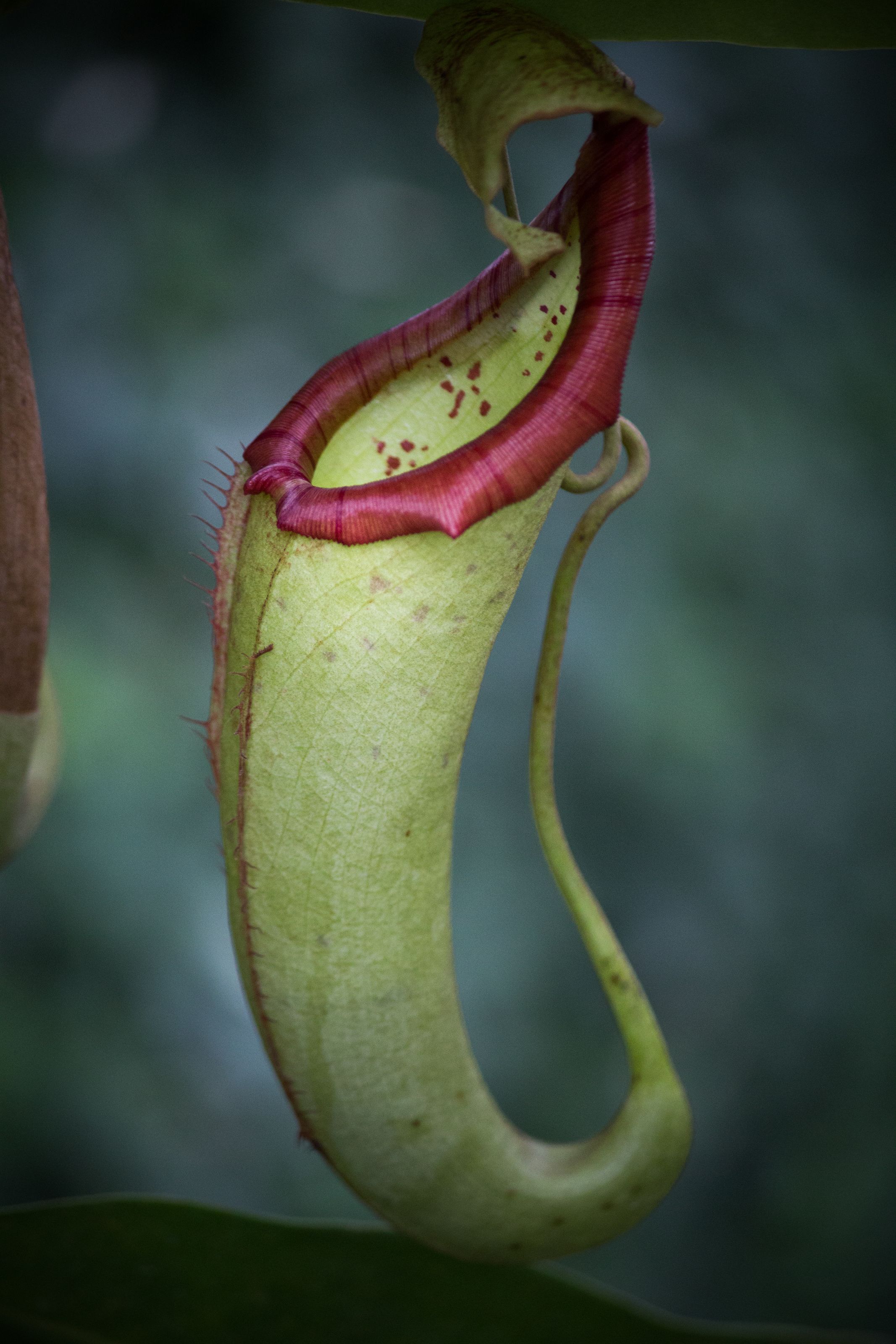 Another Picture Of A Pitcher Plant By Pistos Caedes Desktop