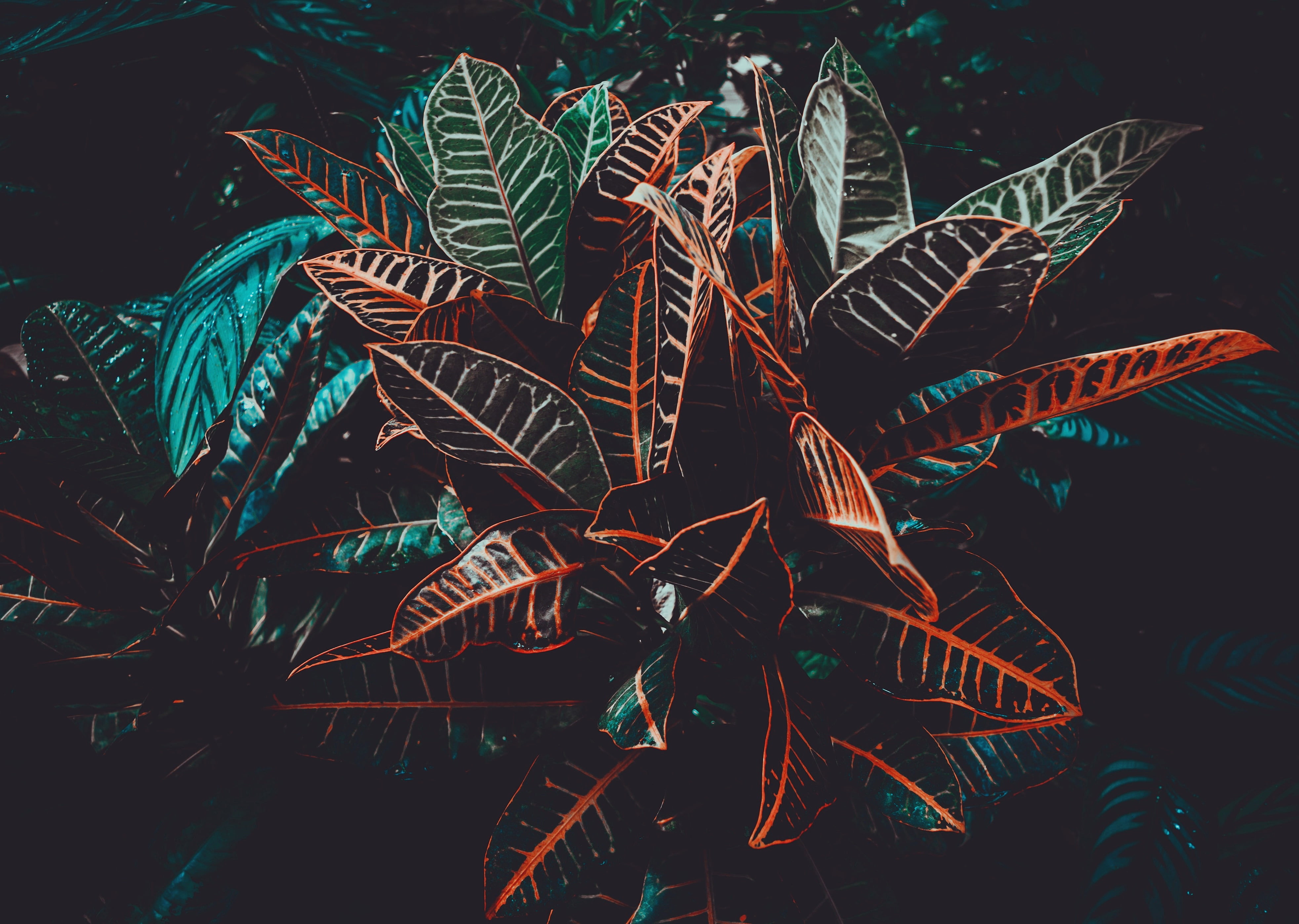 Croton Plant Leaves Venation HD Wallpaper
