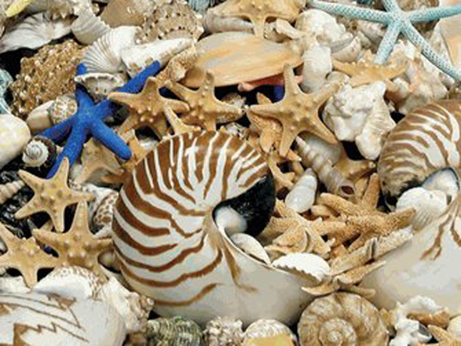 Sea Shell Wallpaper Jpg