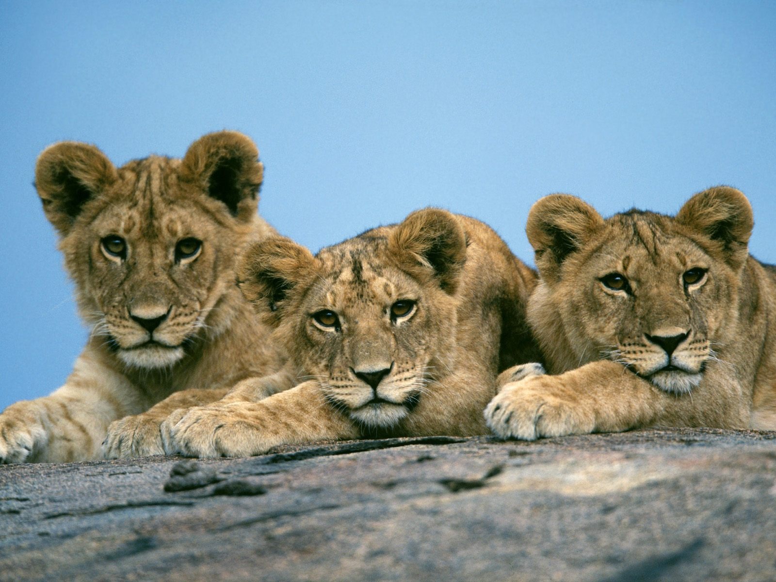 Sleepy Lion Cubs Animal Wallpaper