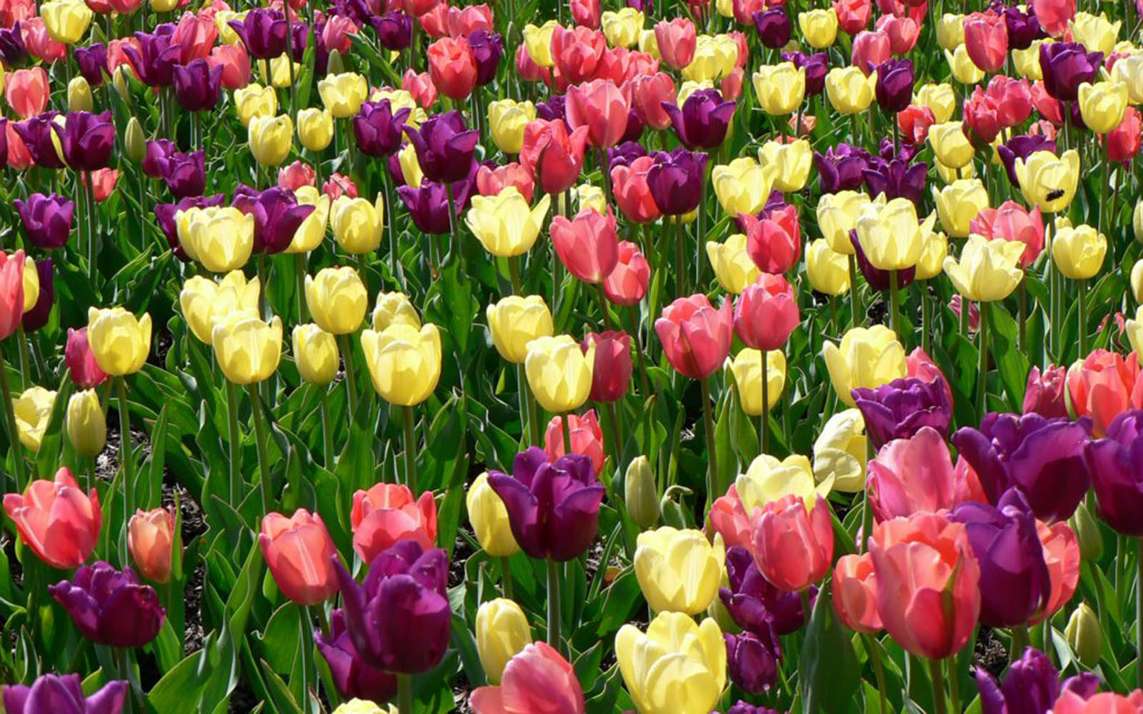 Downloa Spring Flowers Wallpaper HD Desktop Widescreen For