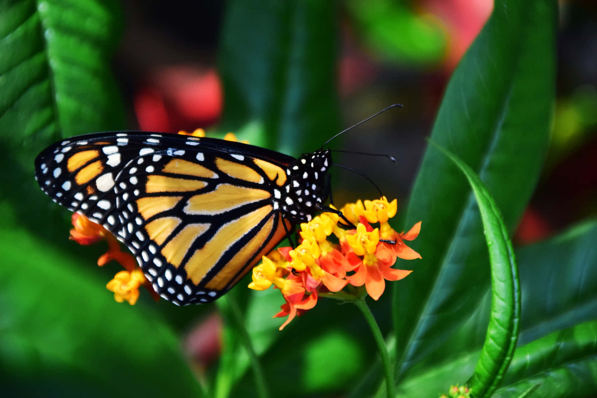 Monarch Butterfly On Yellow Flowers Raixqpsp0a9ooxdf Wallpaper