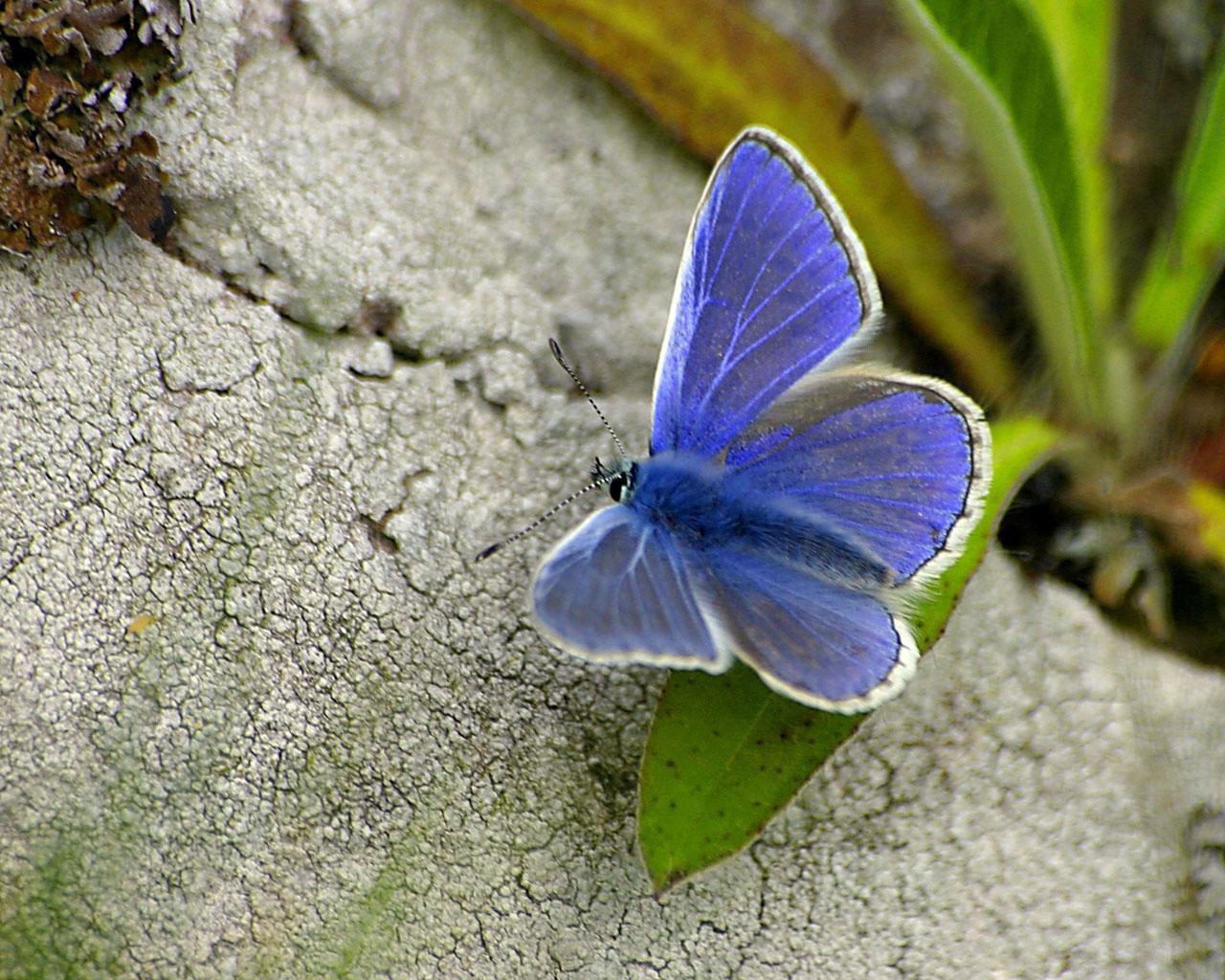 Wallpaper Background Butterfly HD