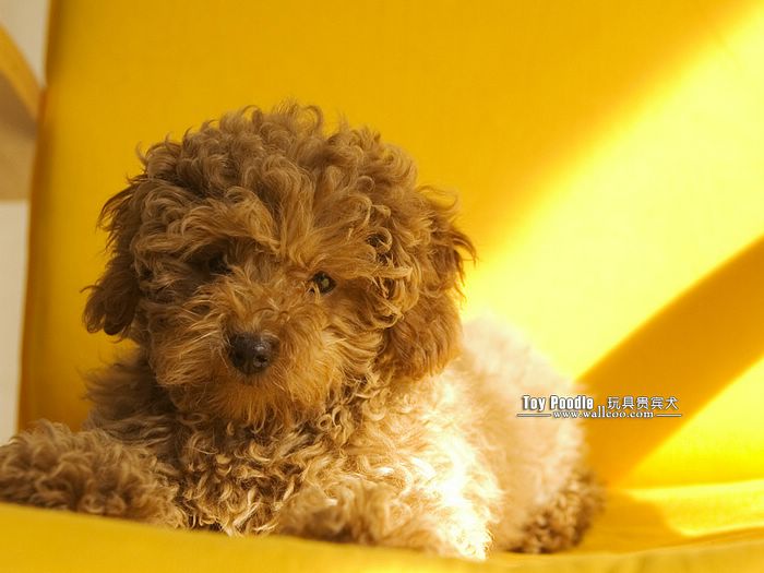 Lovable Toy Poodle Puppy Curly Coat Miniature Wallpaper