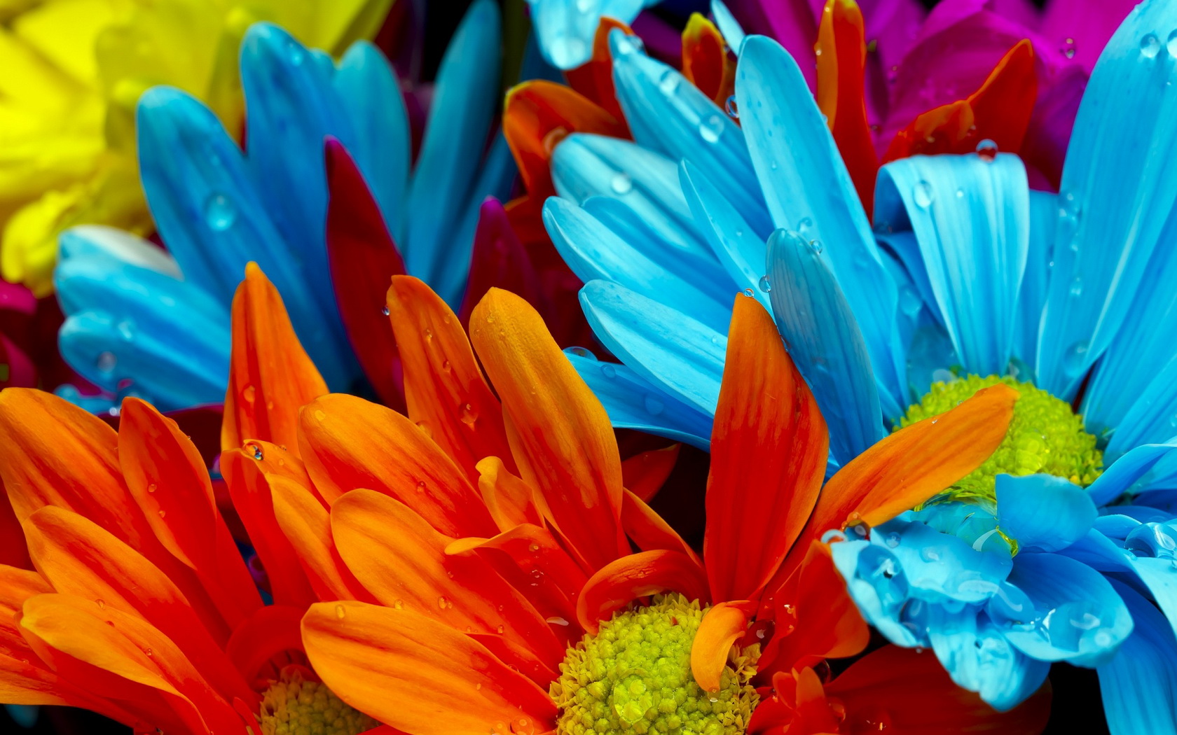 Nature Flower Wallpaper
