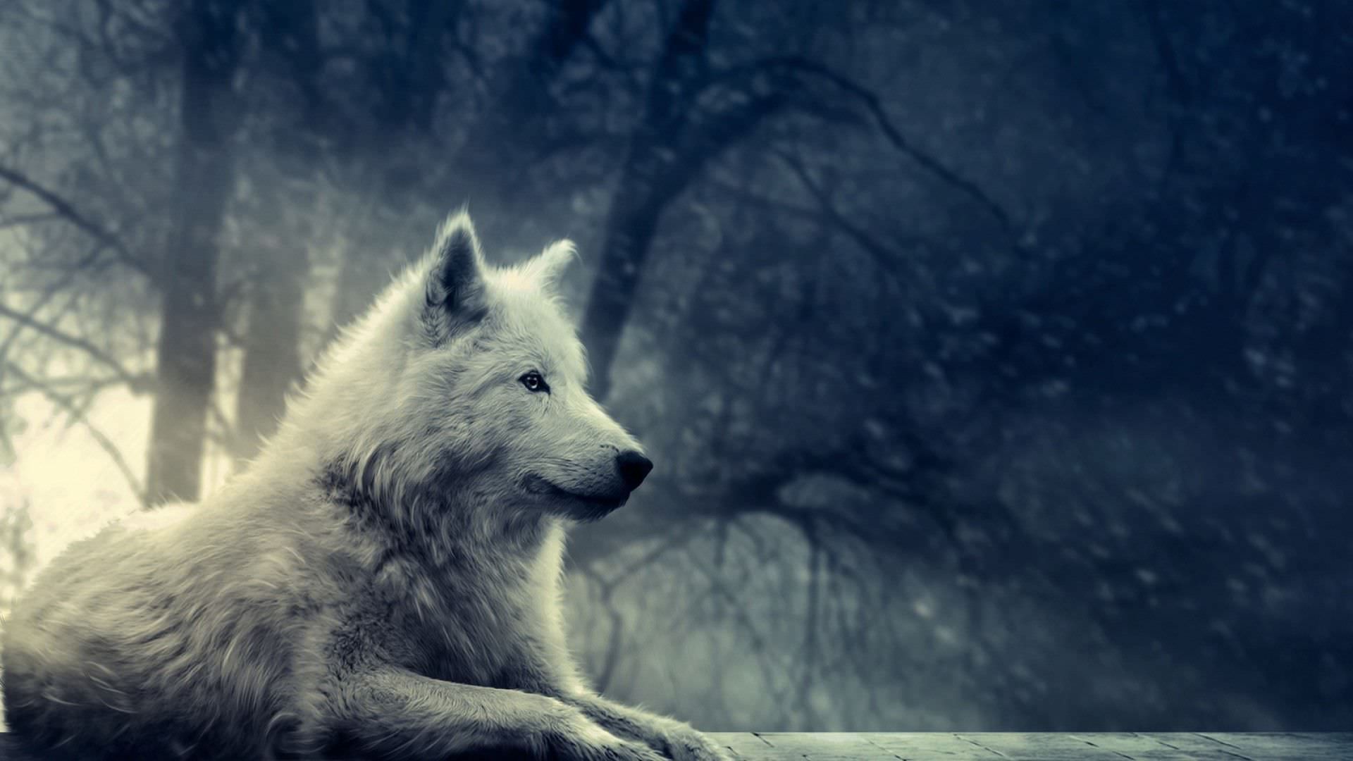 E865de58cf3e995d14b5cd8d5455dae6 Wallpaper
