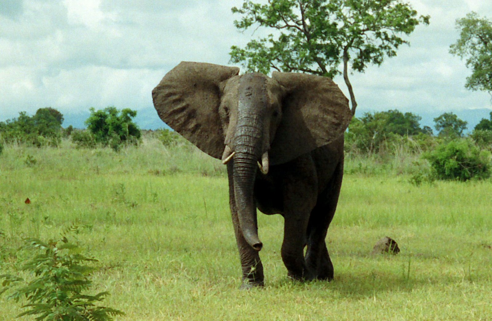 African Elephant Wallpaper Pictures Photos Pics Image