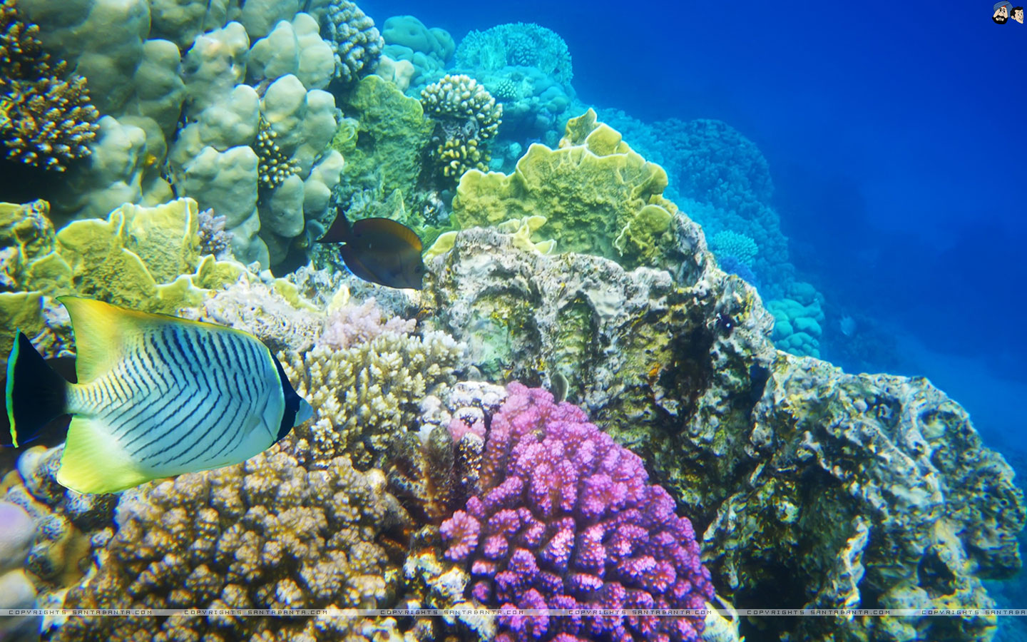 Underwater Coral Reef Wallpaper