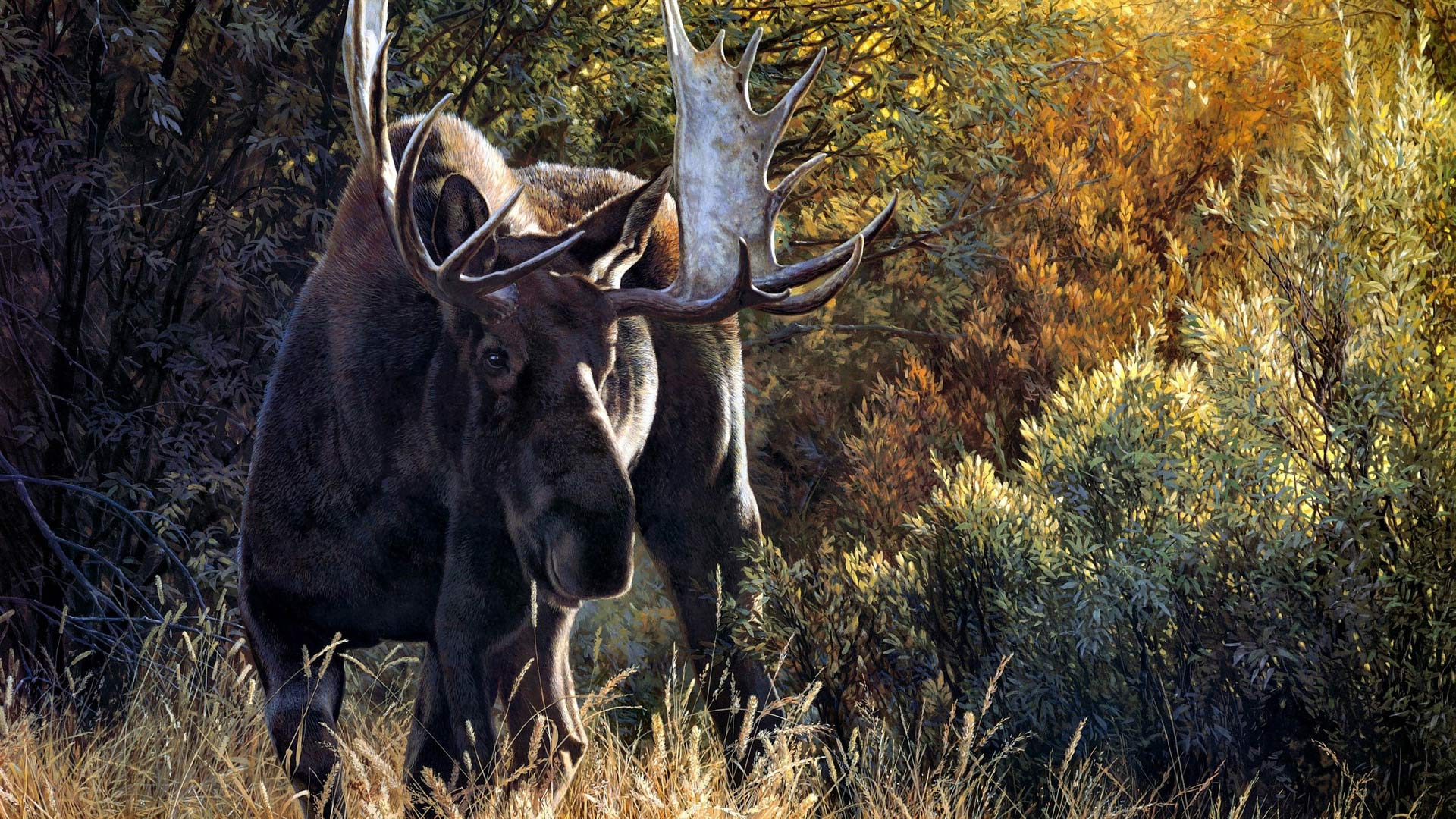 Animal Moose Wallpaper