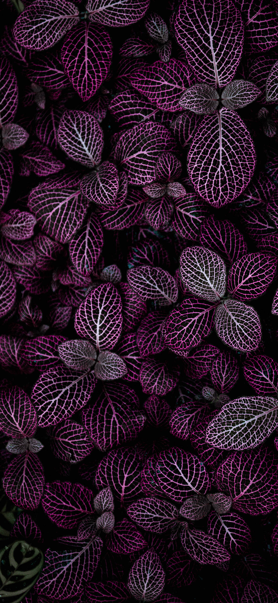 Plants iPhone Wallpaper